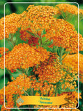 Achillea 'Terracotta' - Goedkopetuinplanten.nl