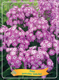 Phlox Paniculata 'Little Boy' - Goedkope tuinplanten