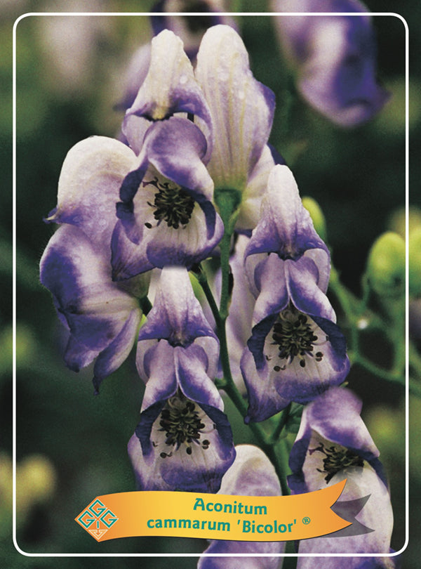 Aconitum cammarum 'Bicolor' - Goedkopetuinplanten.nl