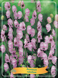 Aconitum rubellum - Goedkopetuinplanten.nl