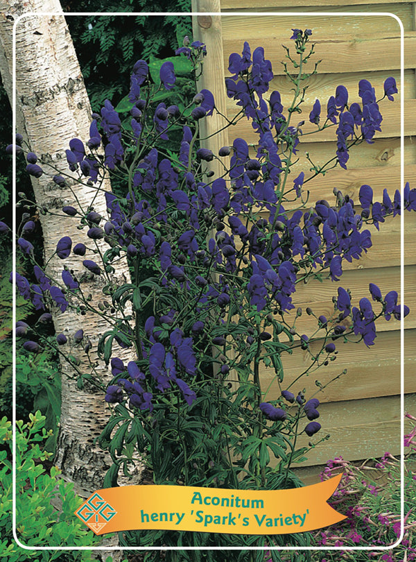 Aconitum henry 'Sparks Variety' - Goedkopetuinplanten.nl
