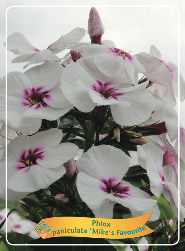 Phlox Paniculata 'Mike's Favourite' - Goedkope tuinplanten