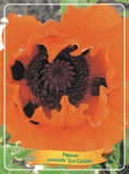 Papaver 'Eye Catcher' - Goedkope tuinplanten