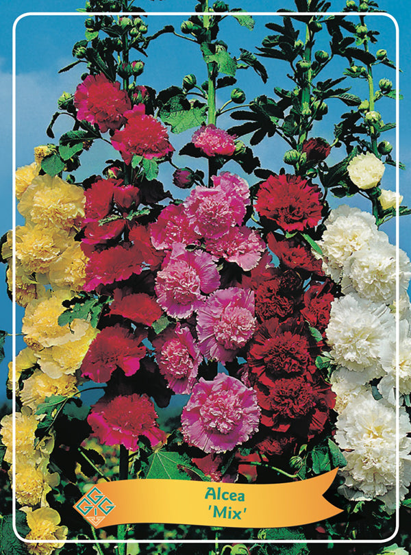 Alcea 'Mix' - Goedkopetuinplanten.nl