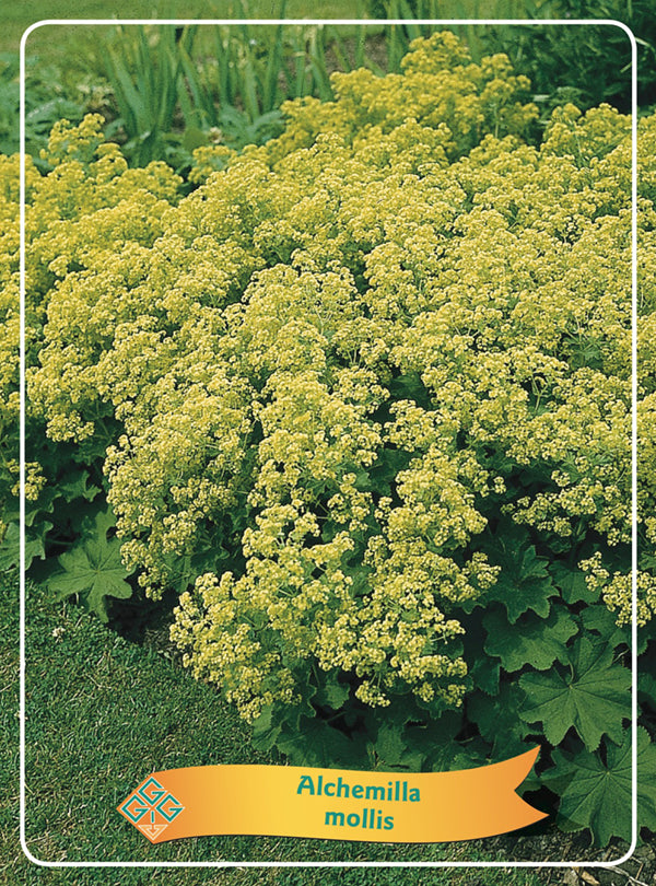 Alchemilla 'Mollis' - Goedkopetuinplanten.nl
