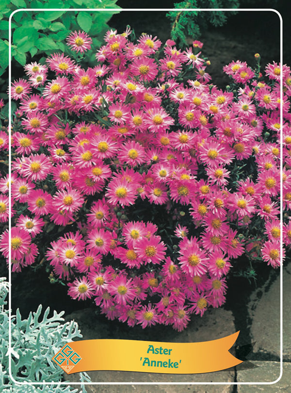 Aster 'Anneke' - Goedkope Tuinplanten