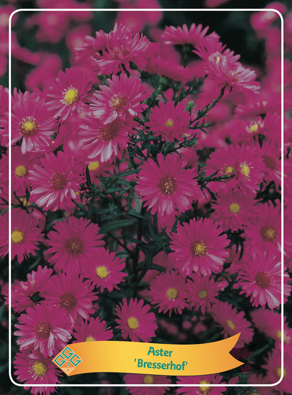 Aster 'Bresserhof' - Goedkope Tuinplanten