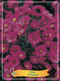 Aster 'Bresserhof' - Goedkope Tuinplanten