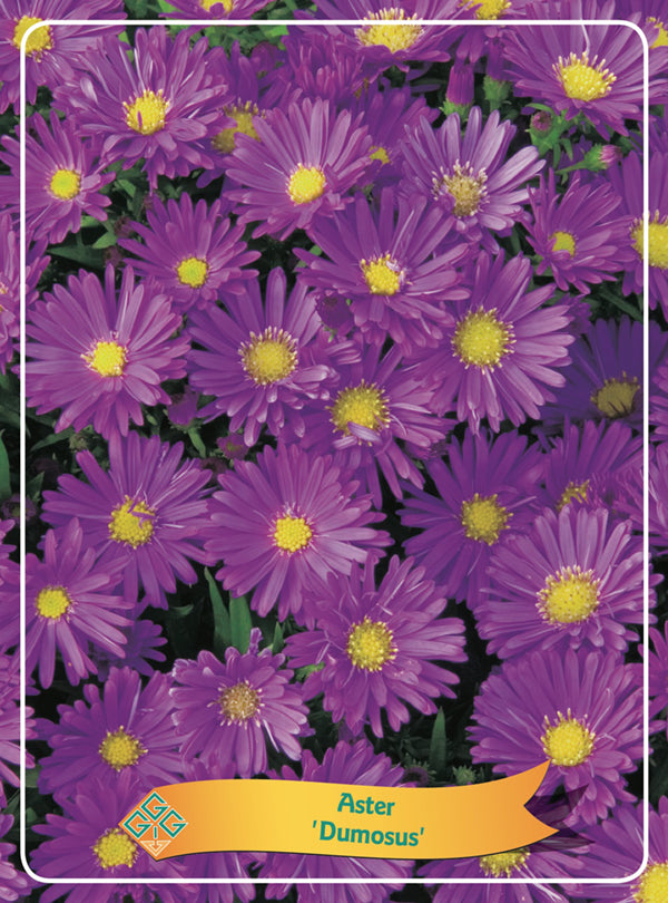 Aster 'Dumosus' - Goedkope Tuinplanten