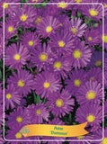 Aster 'Dumosus' - Goedkope Tuinplanten