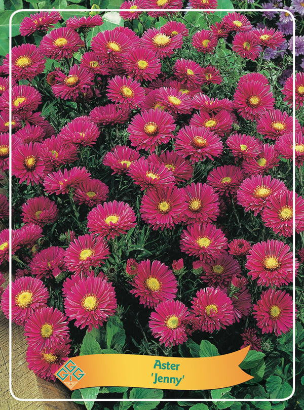 Aster 'Jenny' - Goedkope Tuinplanten