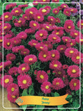 Aster 'Jenny' - Goedkope Tuinplanten