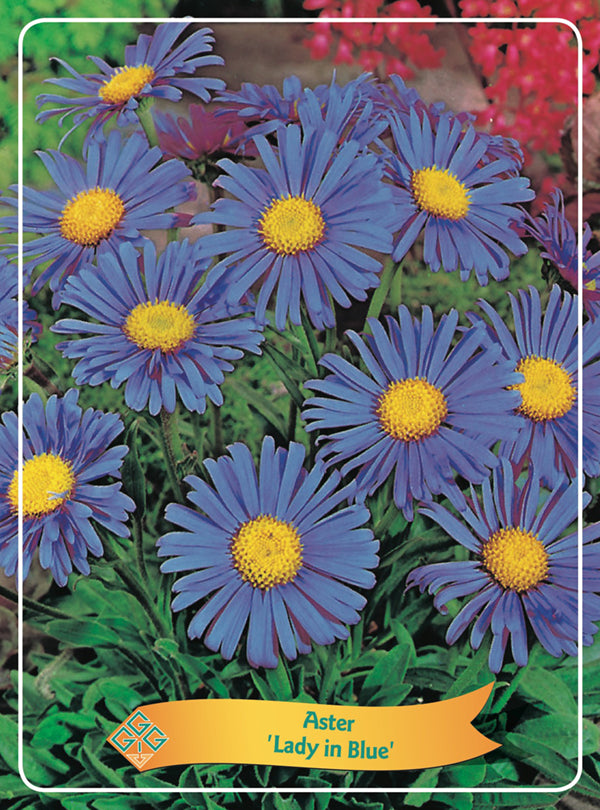 Aster 'Lady In Blue'