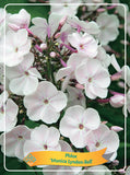Phlox Paniculata 'Monica Lynden-Bell' - Goedkope tuinplanten