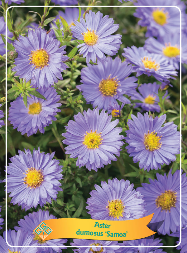 Aster 'Samoa'