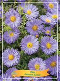 Aster 'Samoa'