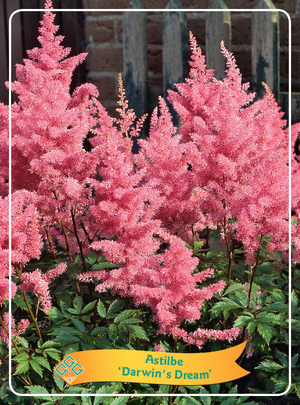 Astilbe 'Darwins Dream'