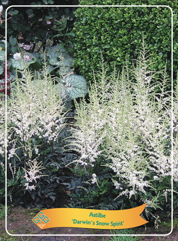 Astilbe 'Snow Spirit'