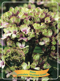 Phlox Paniculata 'Mystique Green' - Goedkope tuinplanten