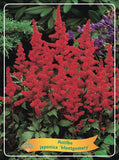 Astilbe Japonica 'Montgomery'