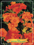 Phlox Paniculata 'Orange Perfect' - Goedkope tuinplanten