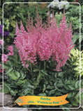 Astilbe 'Visions In Pink'