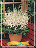 Astilbe 'Visions In White'