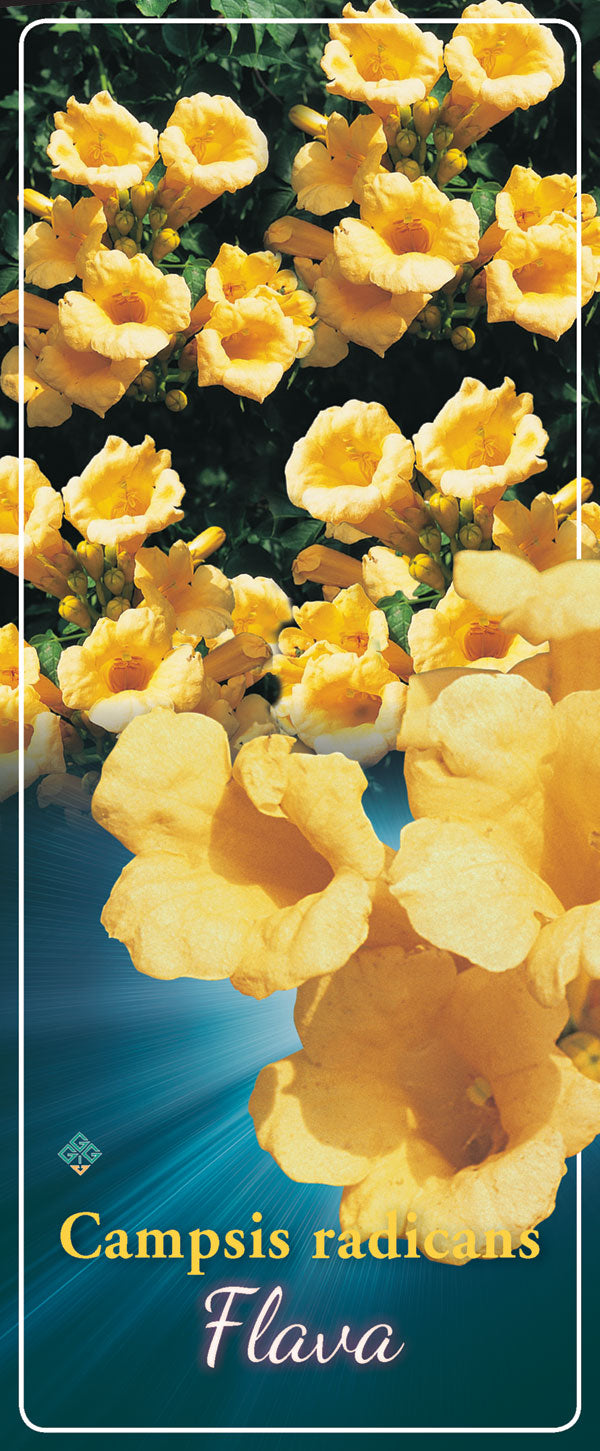 Campsis 'Flava'