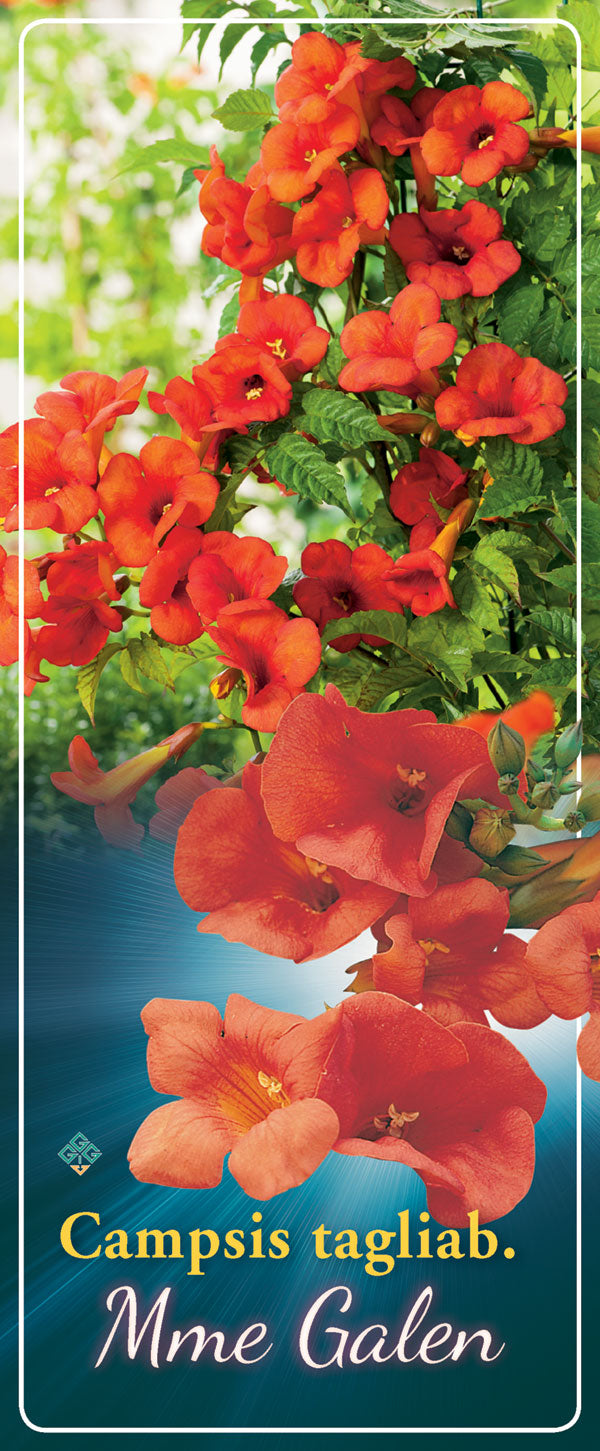 Campsis 'Mme Galen'