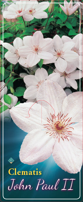 Clematis 'John Paul II'
