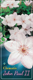 Clematis 'John Paul II'