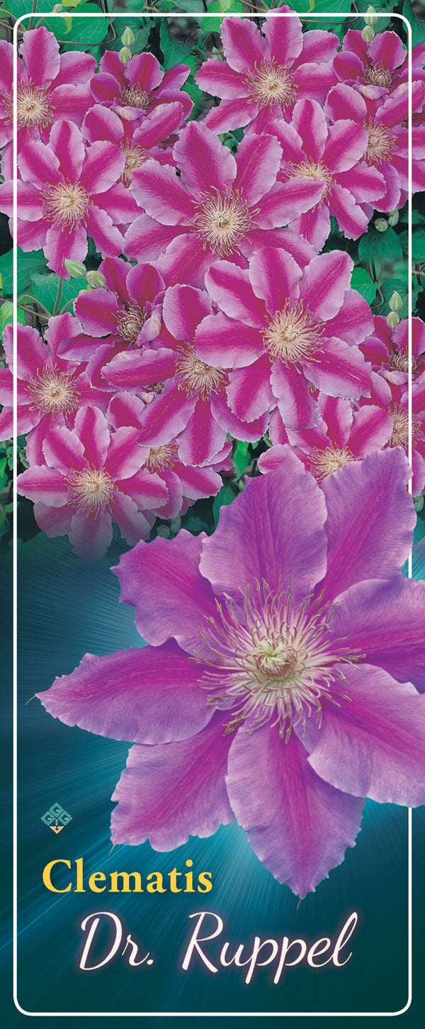 Clematis 'Dr Ruppel.'