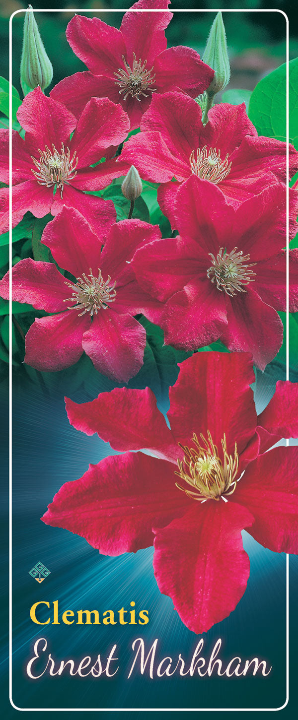 Clematis 'Ernst Markham'