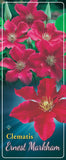 Clematis 'Ernst Markham'