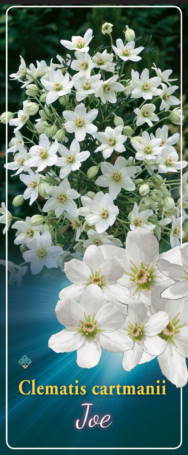 Clematis Groenblijvend 'Cartmanni Joe'