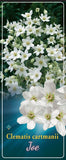 Clematis Groenblijvend 'Cartmanni Joe'