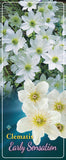 Clematis Groenblijvend 'Early Sensation'