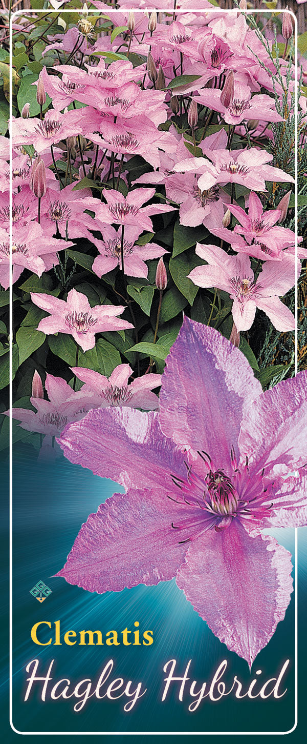 Clematis 'Hagley Hybrid'