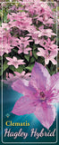 Clematis 'Hagley Hybrid'