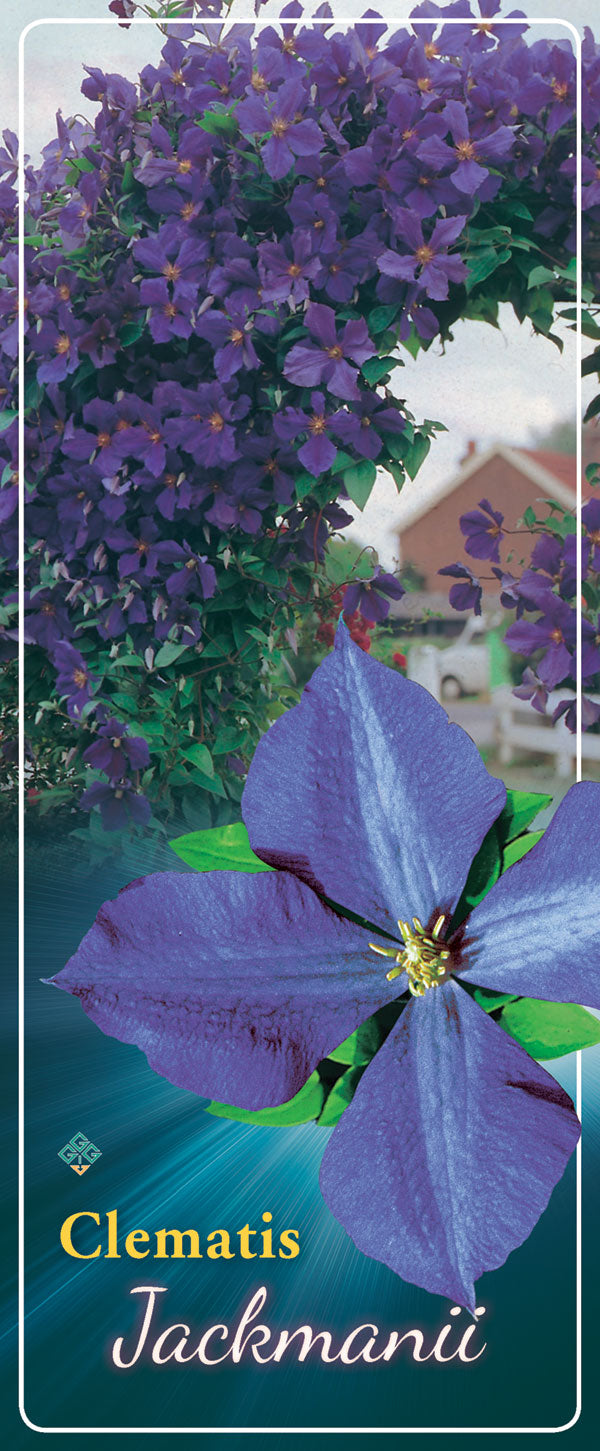 Clematis 'Jackmanii'