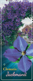 Clematis 'Jackmanii'