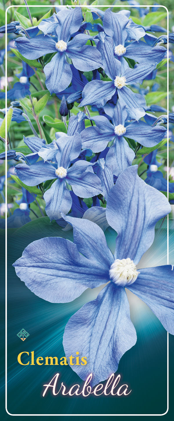 Clematis 'Arabella'