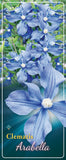 Clematis 'Arabella'