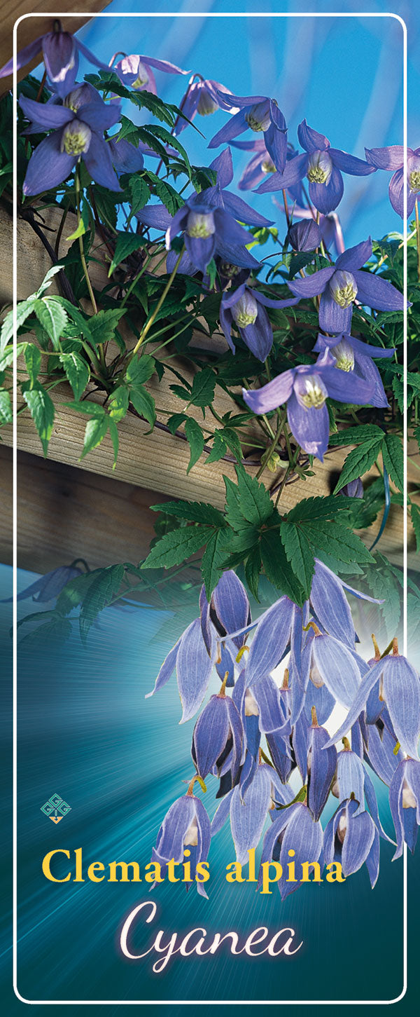Clematis 'Cyanea'