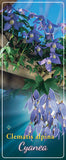 Clematis 'Cyanea'