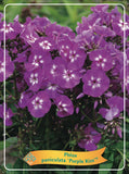 Phlox Paniculata 'Purple Kiss' - Goedkope tuinplanten