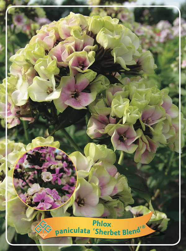 Phlox Paniculata 'Sherbet Blend' - Goedkope tuinplanten