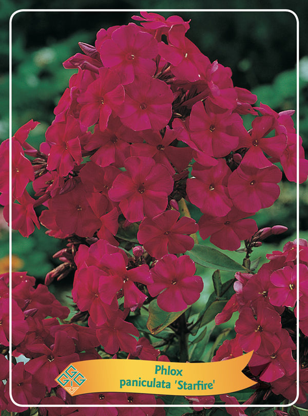 Phlox Paniculata 'Starfire' - Goedkope tuinplanten