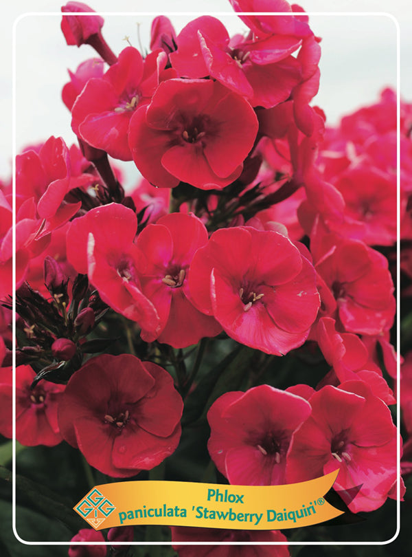 Phlox Paniculata 'Strawberry Daiquiri' - Goedkope tuinplanten
