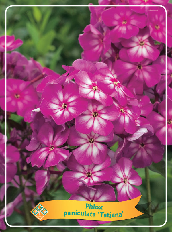 Phlox Paniculata 'Tatjana' - Goedkope tuinplanten